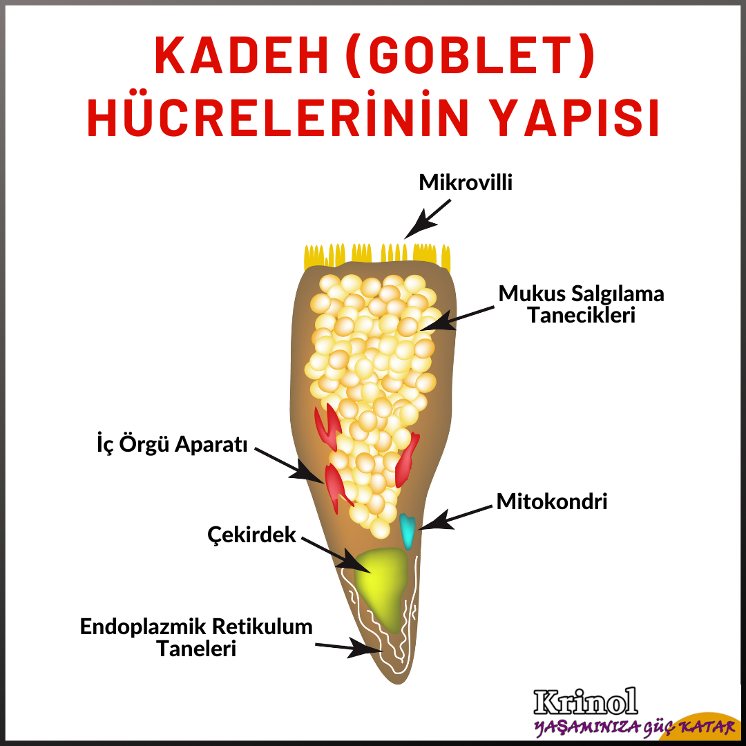 Kadeh (Goblet) Hücrelerinin Yapısı Nasıldır?