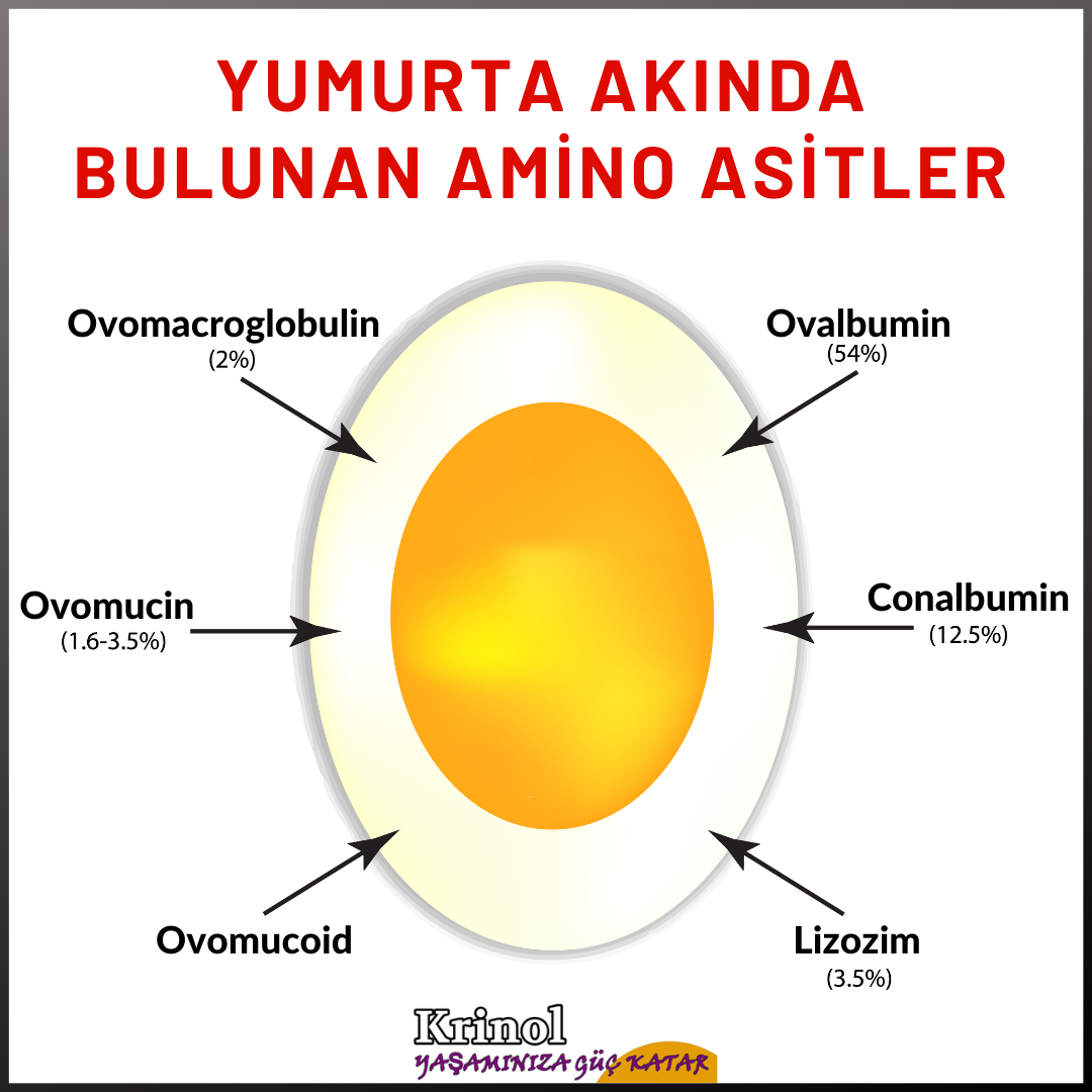Yumurta Akında Bulunan Amino Asitler Nelerdir?