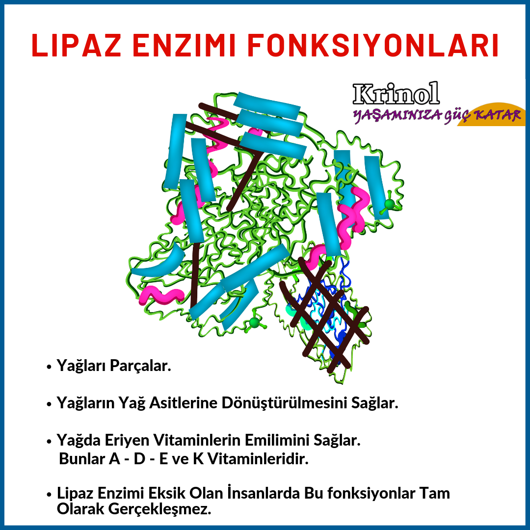 Lipaz Enzimi Fonksiyonları Nelerdir?