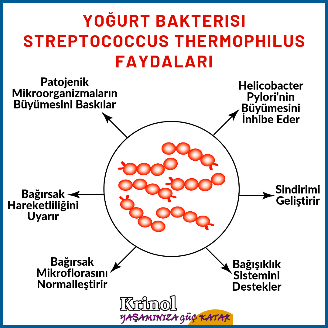 Yoğurt Bakterisi Streptococcus Thermophilus Faydaları Nelerdir?