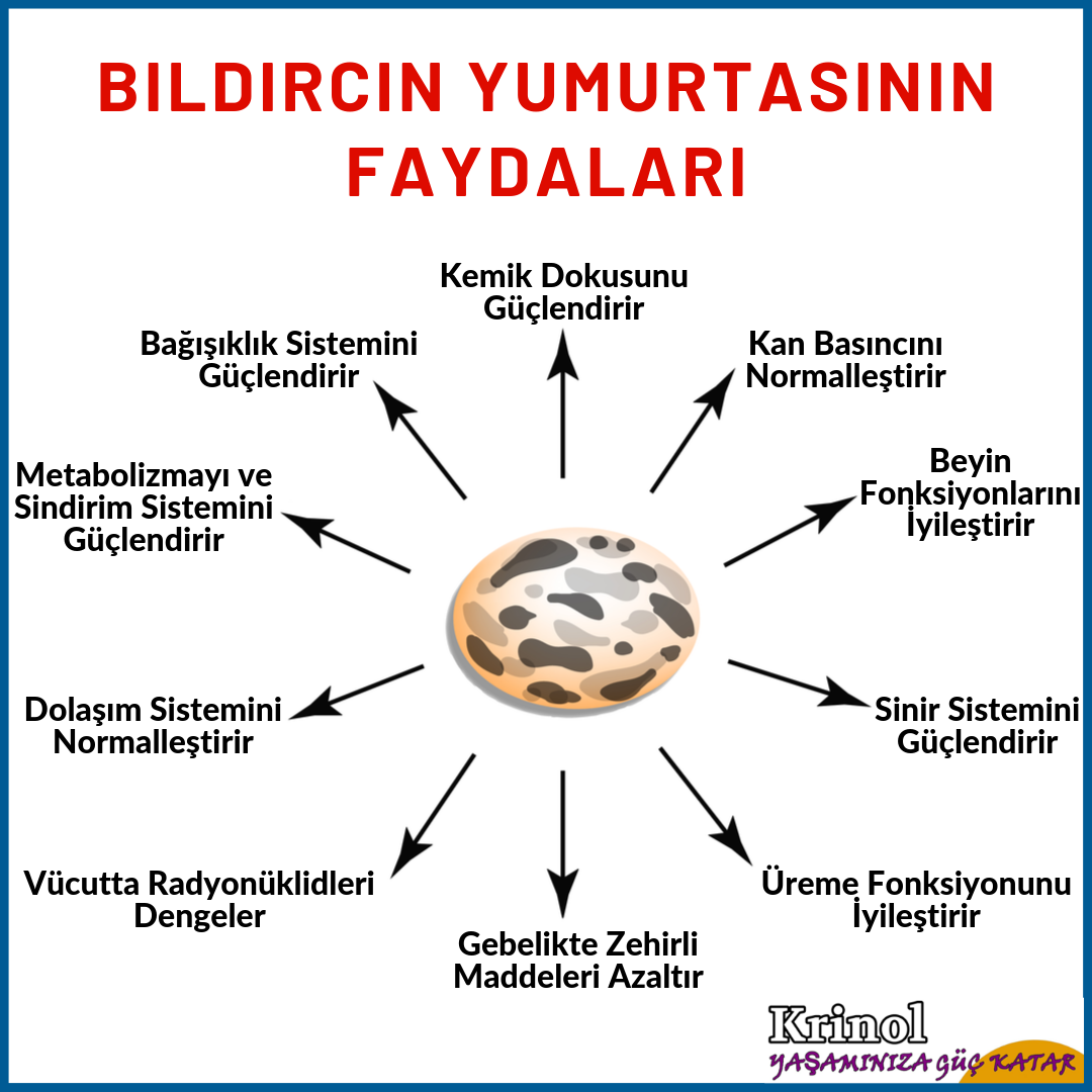 Bıldırcın Yumurtasının Faydaları Nelerdir?