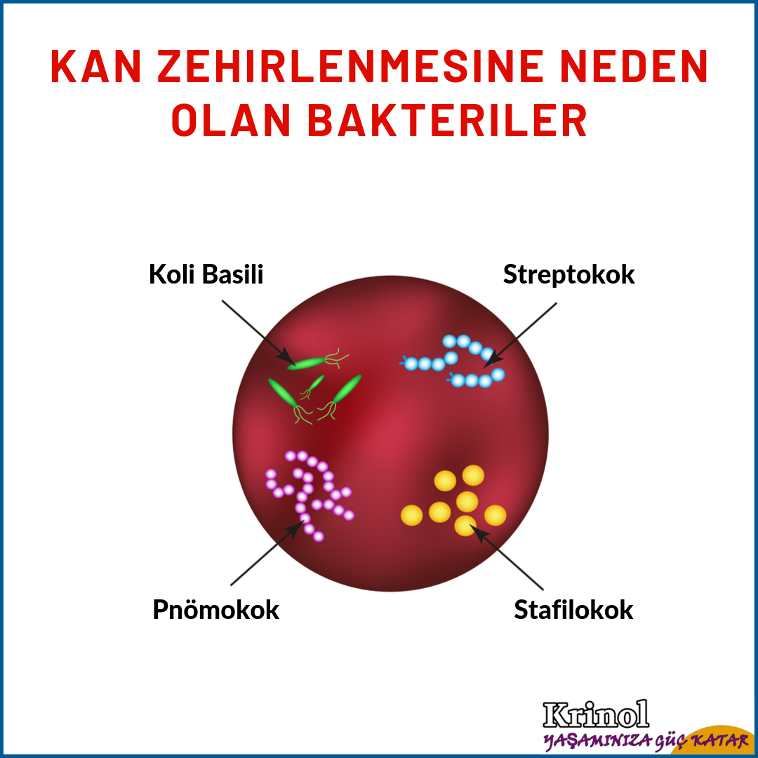 Kan Zehirlenmesine Neden Olan Bakteriler Nelerdir?