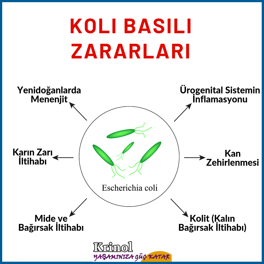 Koli Basili Zararları Nelerdir?
