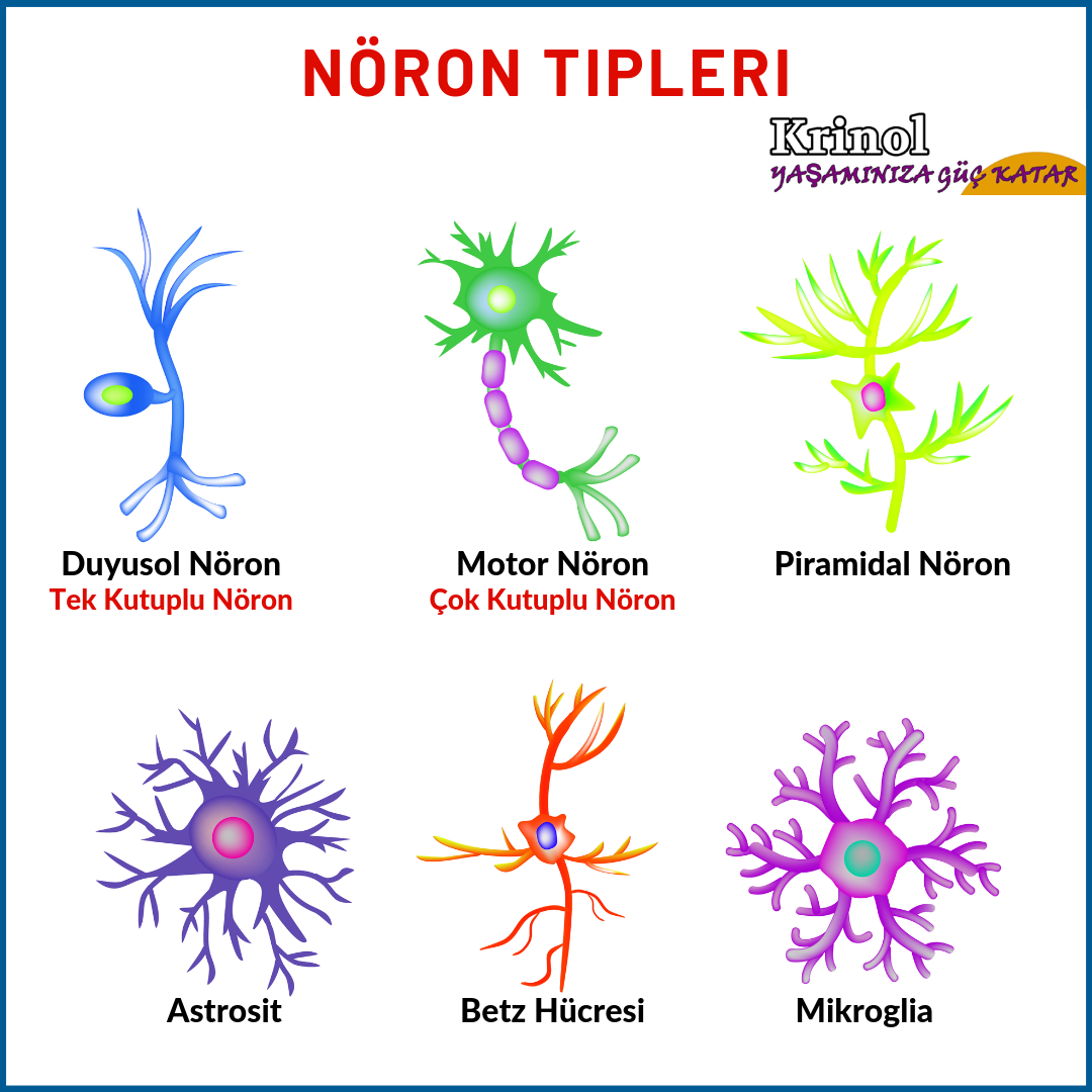 Nöron Tipleri Nelerdir?