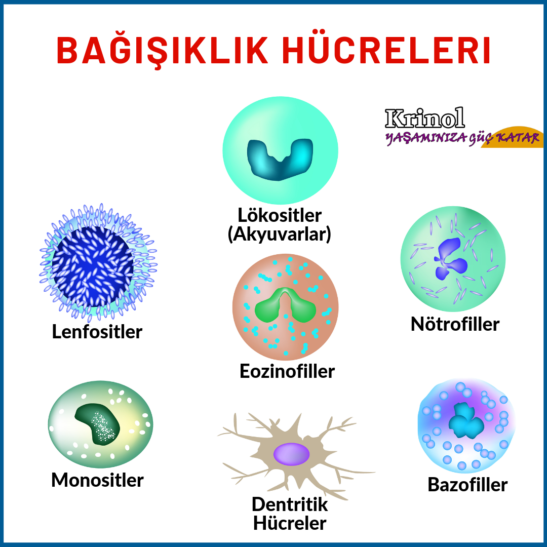 Bağışıklık Hücreleri Nelerdir?