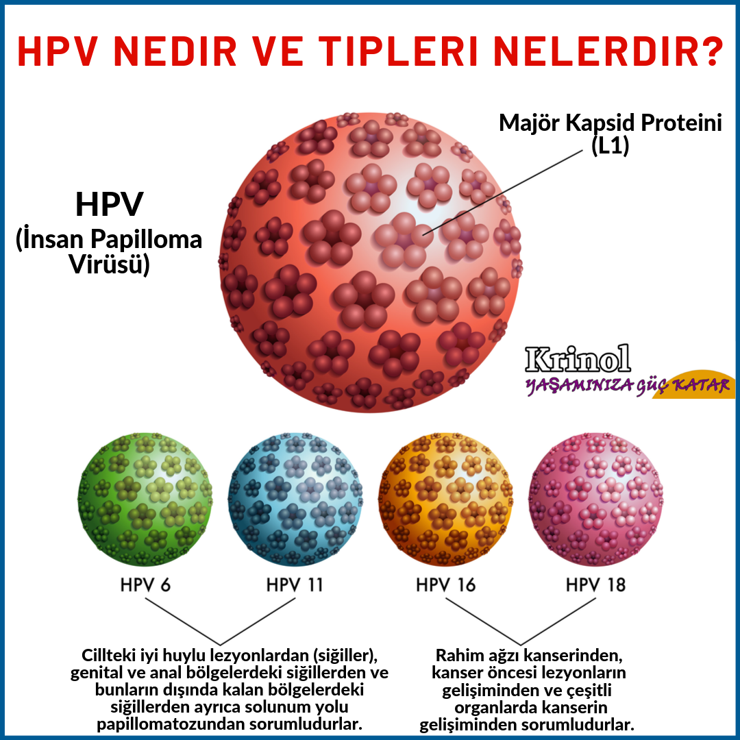 HPV Nedir ve Tipleri Nelerdir?