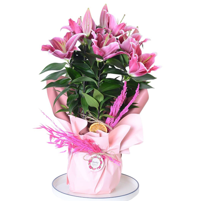 Freedom Pink Pembe Lilyum 