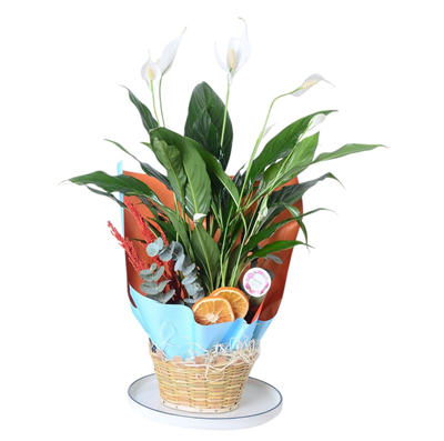 Spathiphyllum in a Basket with Handles