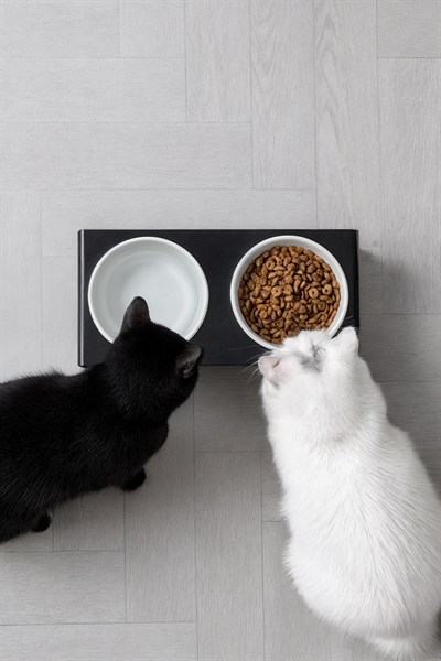 2li Siyah Pleksi Kedi Ve Köpek Seramik Mama & Su Kabı Paspas Hediye