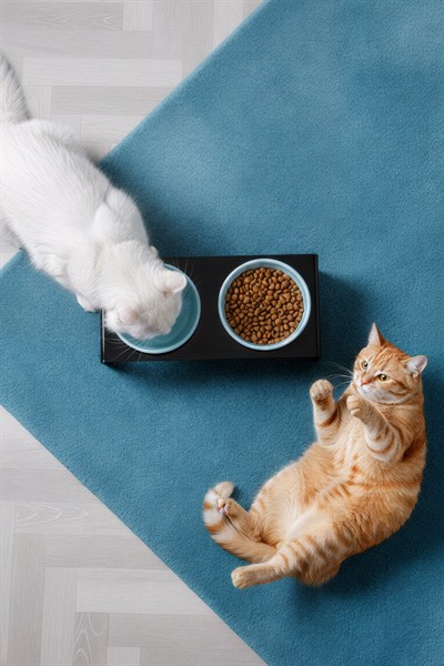 2li Siyah Pleksi Kedi Ve Köpek Seramik Mama & Su Kabı Paspas Hediye