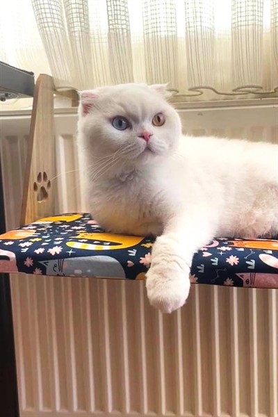 Kalorifer Petek Radyatör Yatağı Kedi Geniş Kedi-KöpekYatağı, Askılı Kedi Yatağı