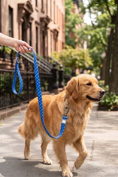 Köpekler İçin Dayanıklı Ve Güvenli, Desenli Gezdirme Tasması ( 25mm )