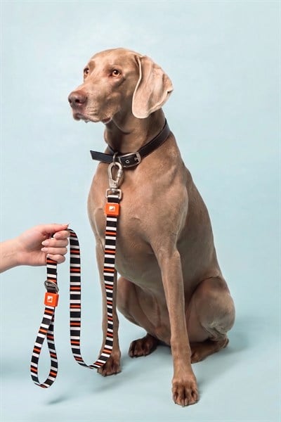 Köpekler İçin Dayanıklı Ve Güvenli, Desenli Gezdirme Tasması ( 25mm )