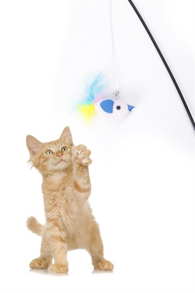 Tüylü Kedi Oltası, Peluş Pembe Kuşlu Kedi Oyun Oltası