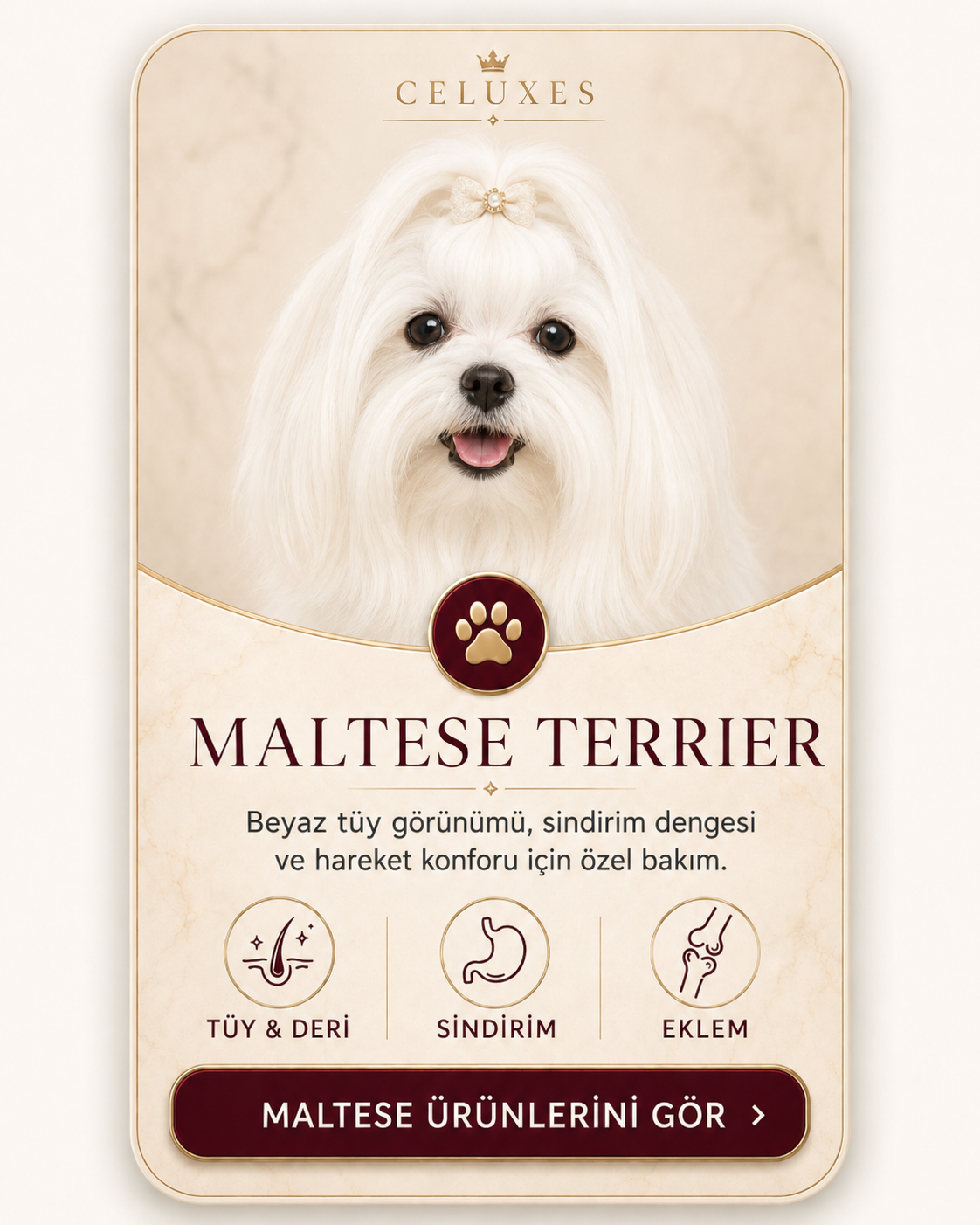 Maltese Terrier ürünleri