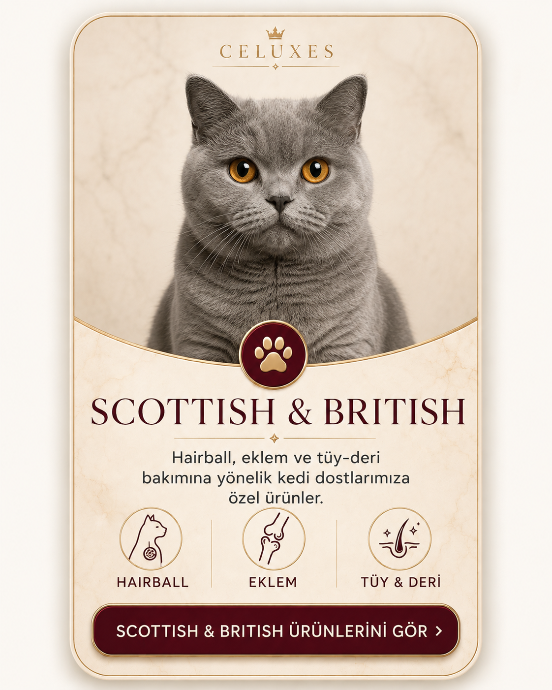 Scottish British kedi ürünleri