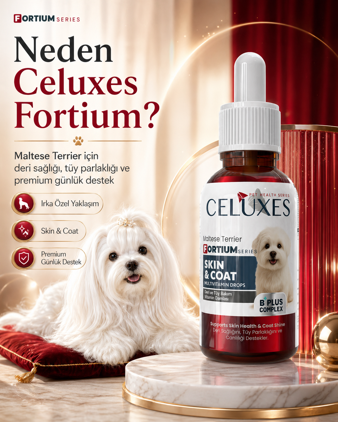 Neden Celuxes Maltese Terrier Fortium