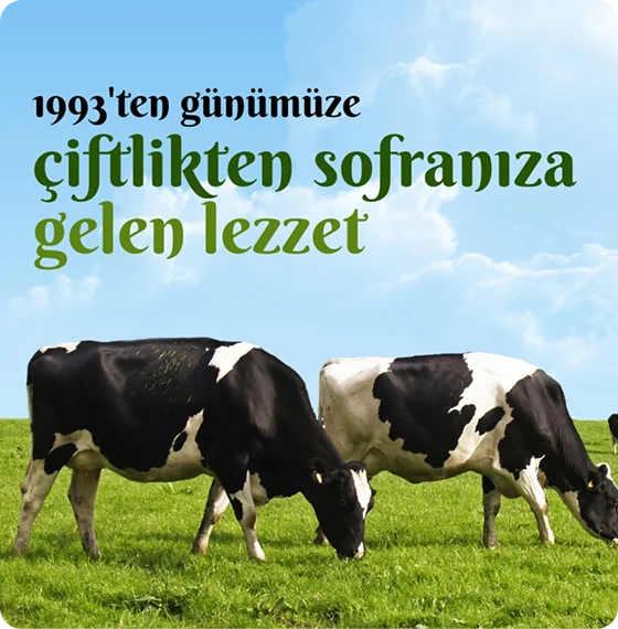 1993’TEN <br> GÜNÜMÜZE