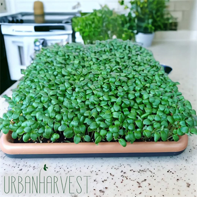 crimson-clover-54-059.jpg