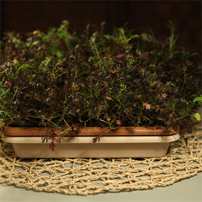frilly-red-mustard-ca5-3c.jpg