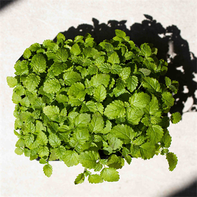 lemon-balm-ea8045.jpg