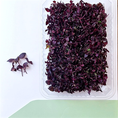 mor-shiso-f636e5.jpg