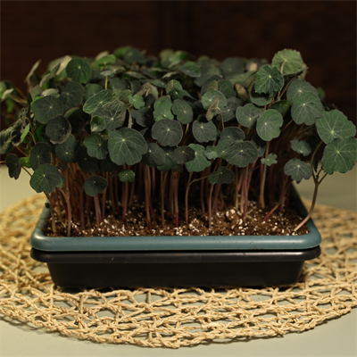nasturtium-empress-c3d-b9.jpg