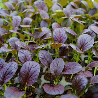 purple-pak-choi-3-47dc.jpg