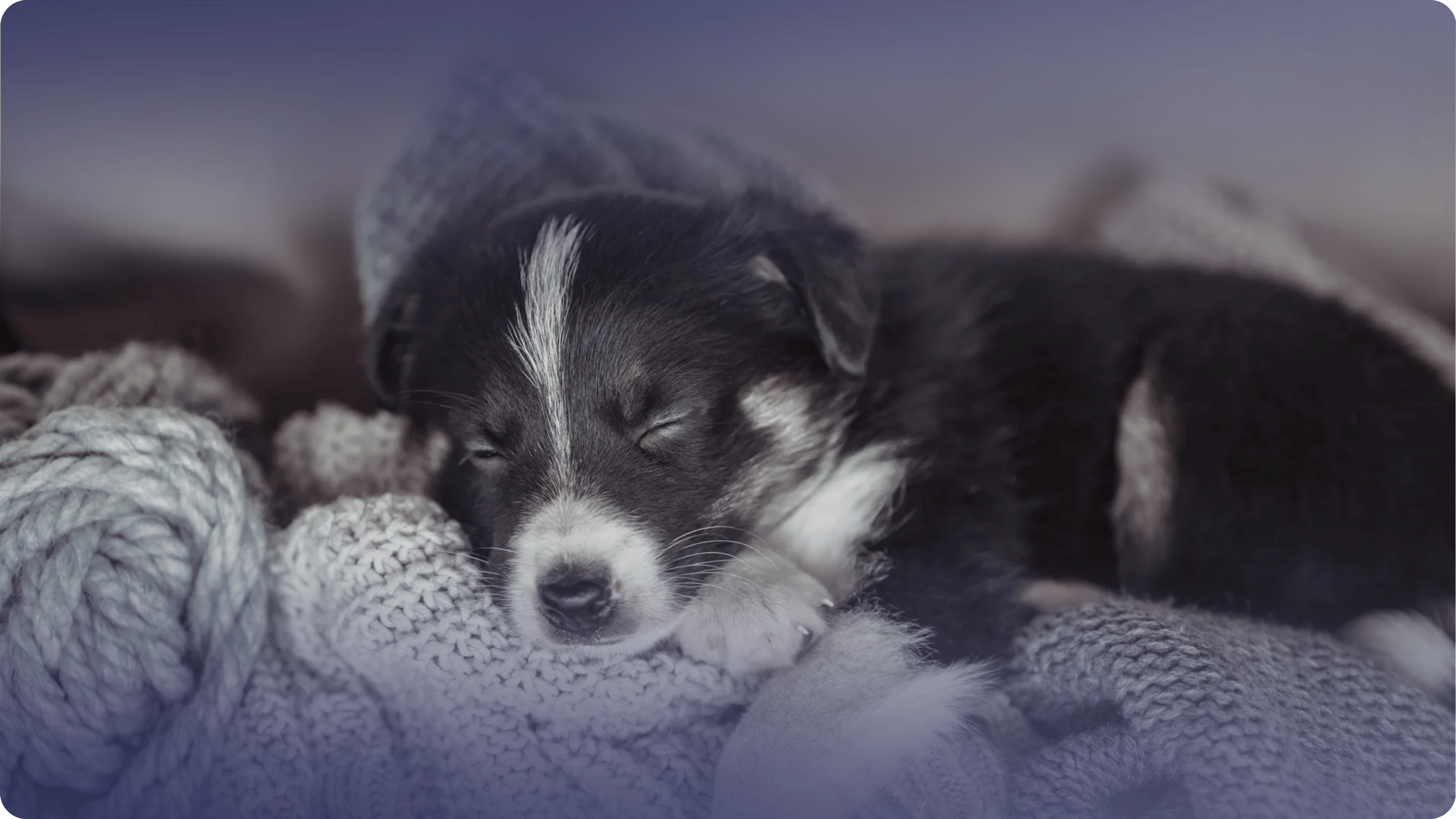 Mamasının başında iştahsız duran yavru köpek ve iştah açıcı yaş mama takviyesi.