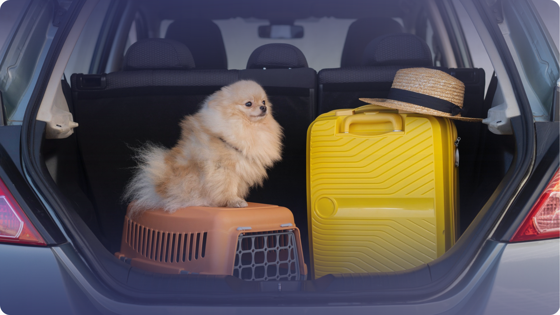 Evcil hayvan sağlığı kontrolü,Kedi ve köpek beslenmesi,evcil hayvan seyahat çantası,seyahat ipuçları,yurt dışı pet pasaport