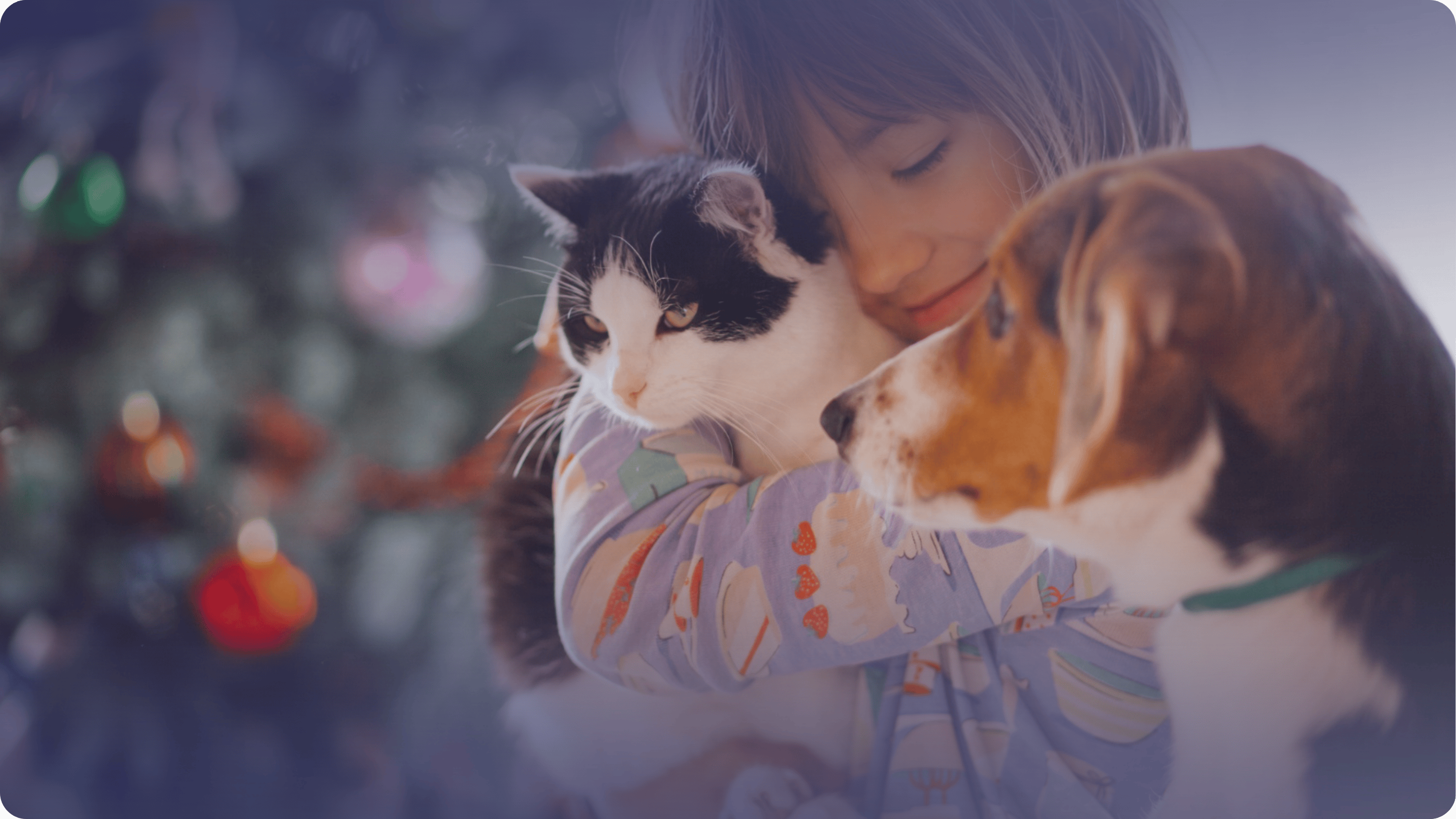 evcil hayvan böbrek sağlığı