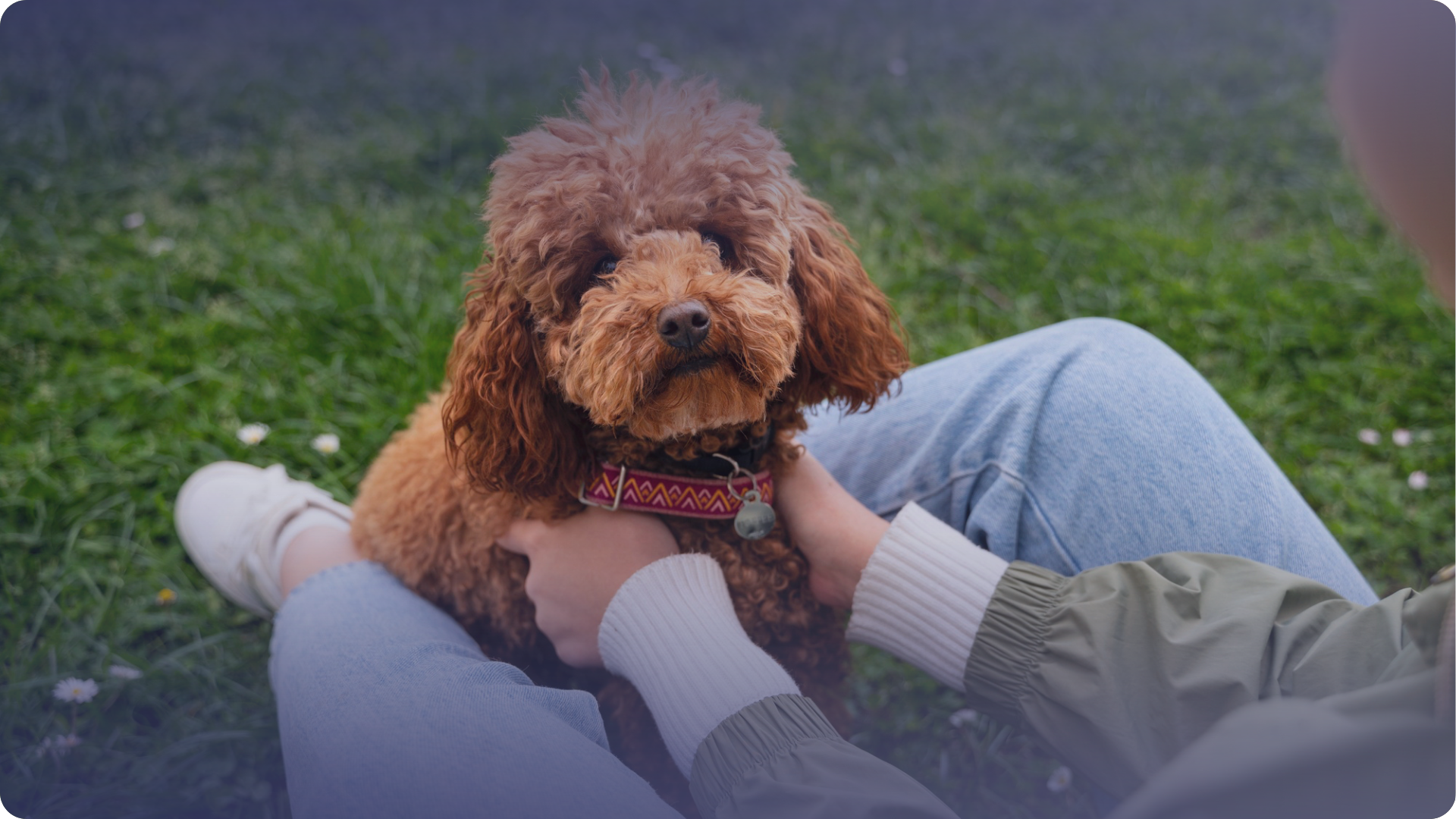 poodle,kaniş,poodle bakımı,poodle beslenmesi,poodle eğitimi,poodle özellikleri,hipoalerjenik köpek,köpek ırkları,oyuncak poodle,minyatür poodle,standart poodle,köpek tüy bakımı,köpek egzersiz ihtiyaçları