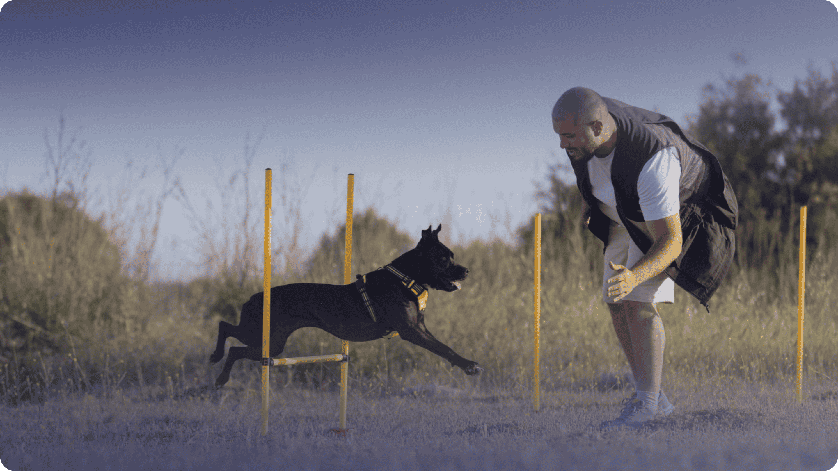 KöpekEğitimi,KöpekBakımı