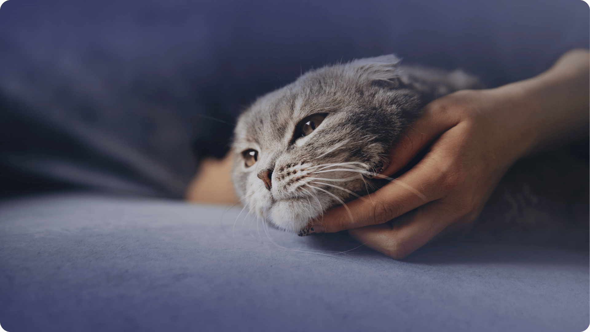 kedi mide sorunları,kedi neden kusar,kedim kusuyor,kedi sağlığı rehberi,kedi acil belirtiler,yaşlı kedi kusması
