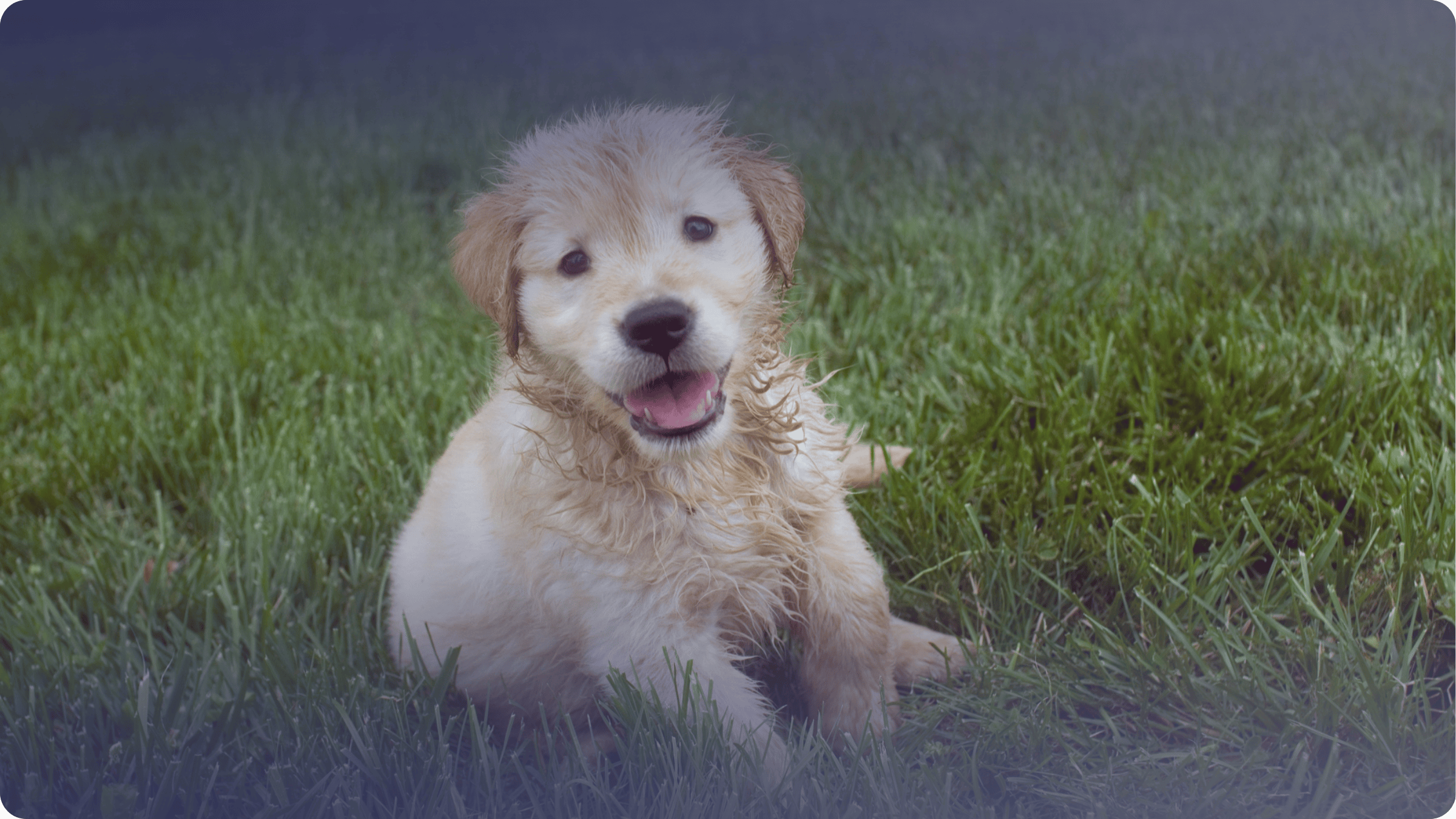 Ev ortamında sevimli yavru köpek – yavru köpek bakımı,beslenme ve eğitim rehberi görseli,köpek sahiplenme rehberi,yavru köpek ihtiyaçları,köpek mama önerileri