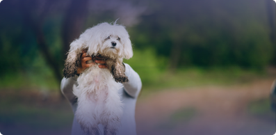 Sevimlilik Timsali Maltipoo Köpek Irkı Özellikleri ve Bakım Rehberi