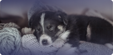 Yavru Köpeğiniz Yemek Yemiyor mu? İştah Açan Veteriner Onaylı Yöntemler