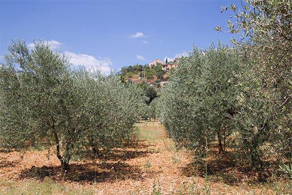 Bahçelerimiz