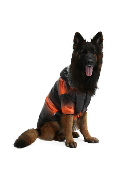 Büyük Irk Black-neon Oranj Puf Köpek Montu-köpek Yağmurluğu