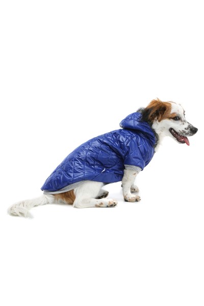 Küçük Irk Blue Puf Kedi Köpek Mont-kedi Köpek Yağmurluğu