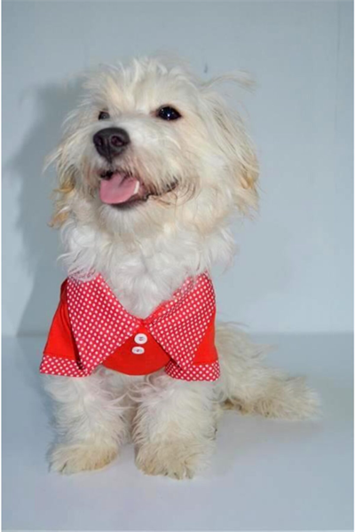 Küçük Irk Kırmızı Polo T-shırt Kedi Köpek Kıyafeti Tshirt
