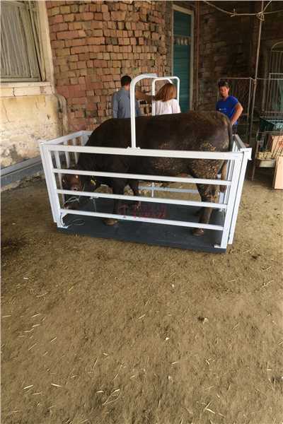 EKO 1500 KG X 500 GR 100 X 200 CANLI HAYVAN BASKÜLÜ