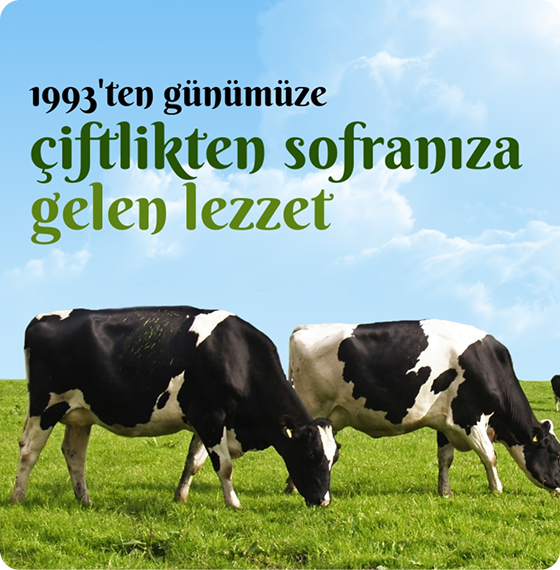 1993’TEN <br> GÜNÜMÜZE