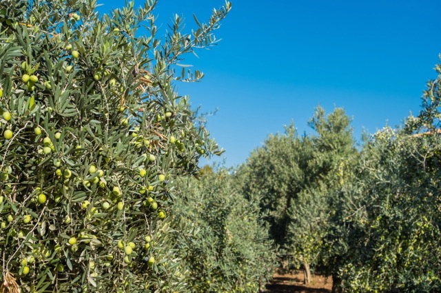 Zeytin Bahçelerimiz