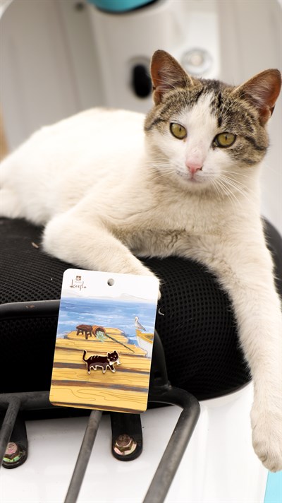 Siyah Tekir Kedi