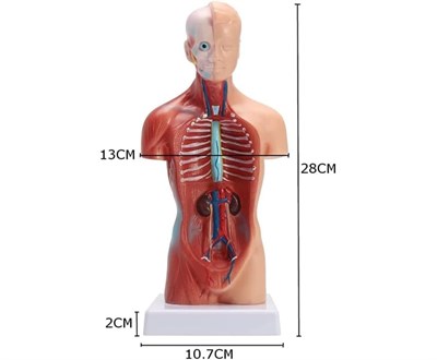 İç Organlar Vücut Anatomisi 28 Cm Eğitici Model