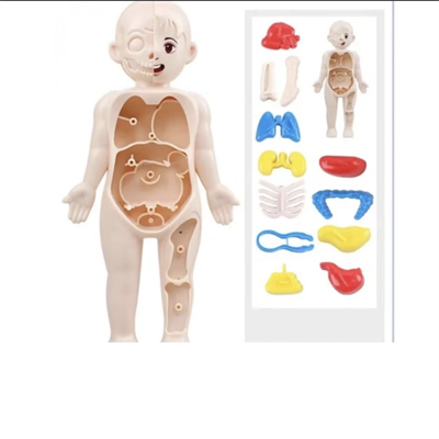 Jocco İnsan Anatomisi 20 CM 