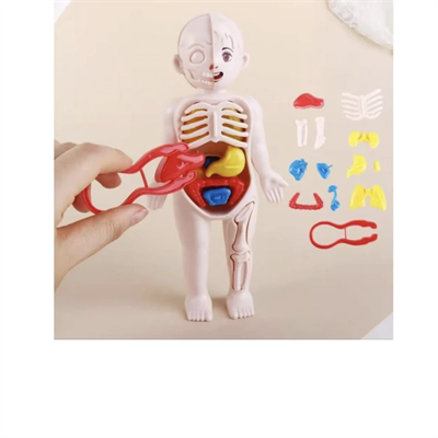 Jocco İnsan Anatomisi 20 CM 