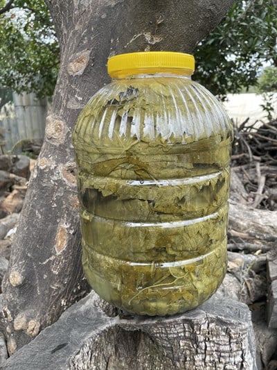 Asma Yaprağı Yeni Mahsul 1(kg)