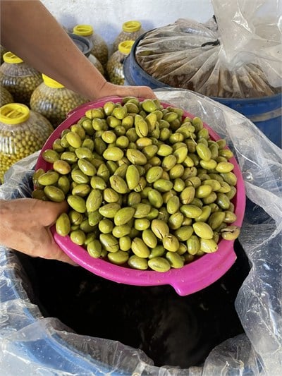 El Kırma Yeşil Zeytin 1 / Kg
